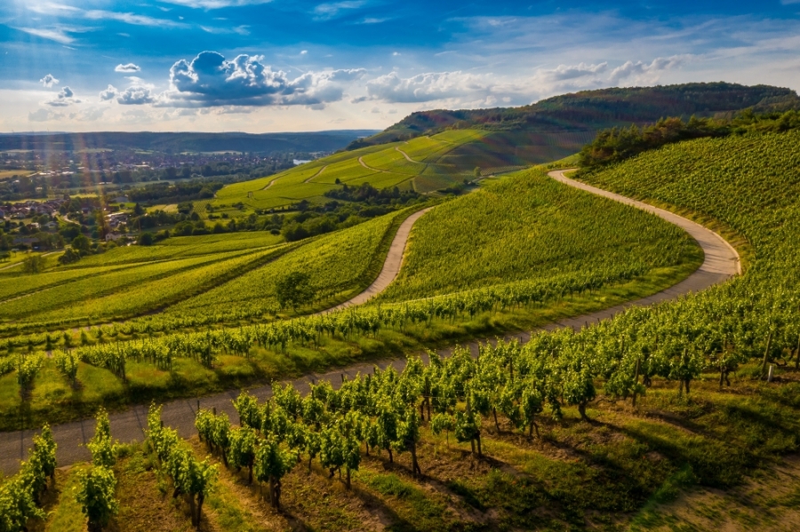 Comprar uma Vinícola: Um Guia Completo para Investir no Mundo do Vinho