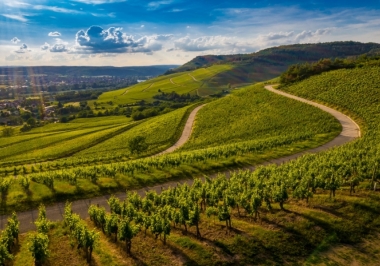 Comprar uma Vinícola: Um Guia Completo para Investir no Mundo do Vinho