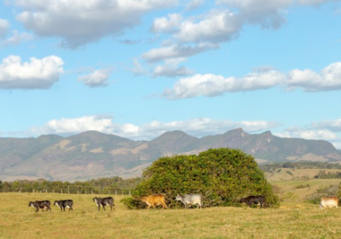 Fazendas à Venda em Goiás: vale a pena investir em terras em Goiás?