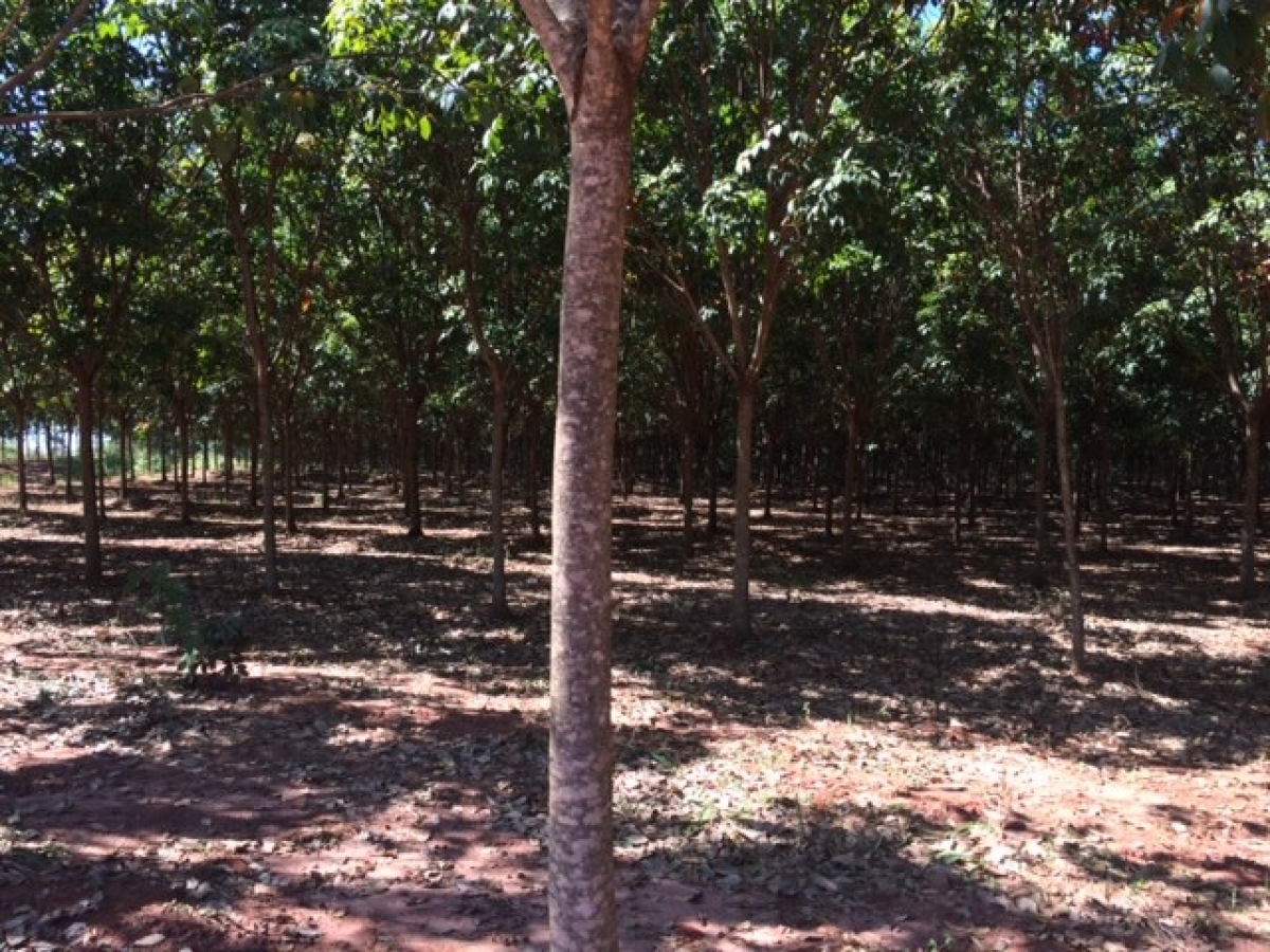 Fazenda de Seringa rim 600