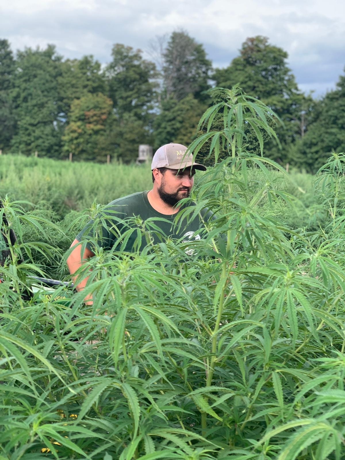 Empresa Distribuidora de Cannabis Medicinal