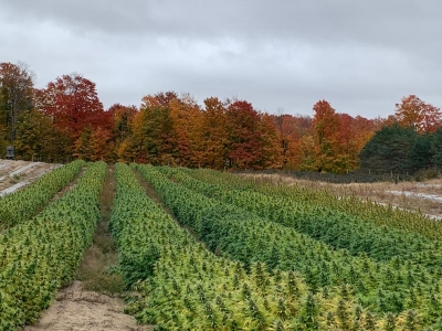 Empresa Distribuidora de Cannabis Medicinal