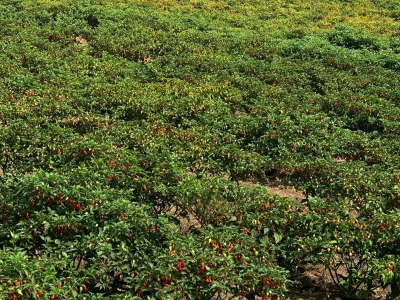 Procuro Sócio para Empresa de Alimentos em Expansão 