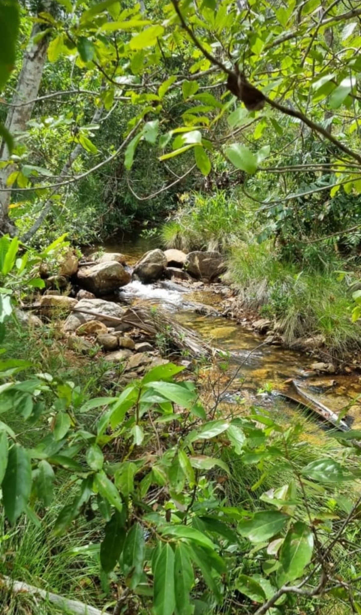 Fazenda com 175 alqueires (barata)