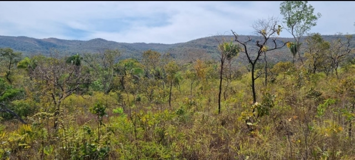 Fazenda com 175 alqueires (barata)