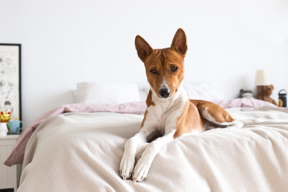 Creche e Hotel de Cães em SP