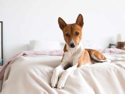 Creche e Hotel de Cães em SP