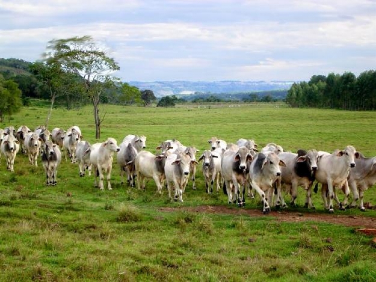 VENDO FAZENDA 1500 HÁ