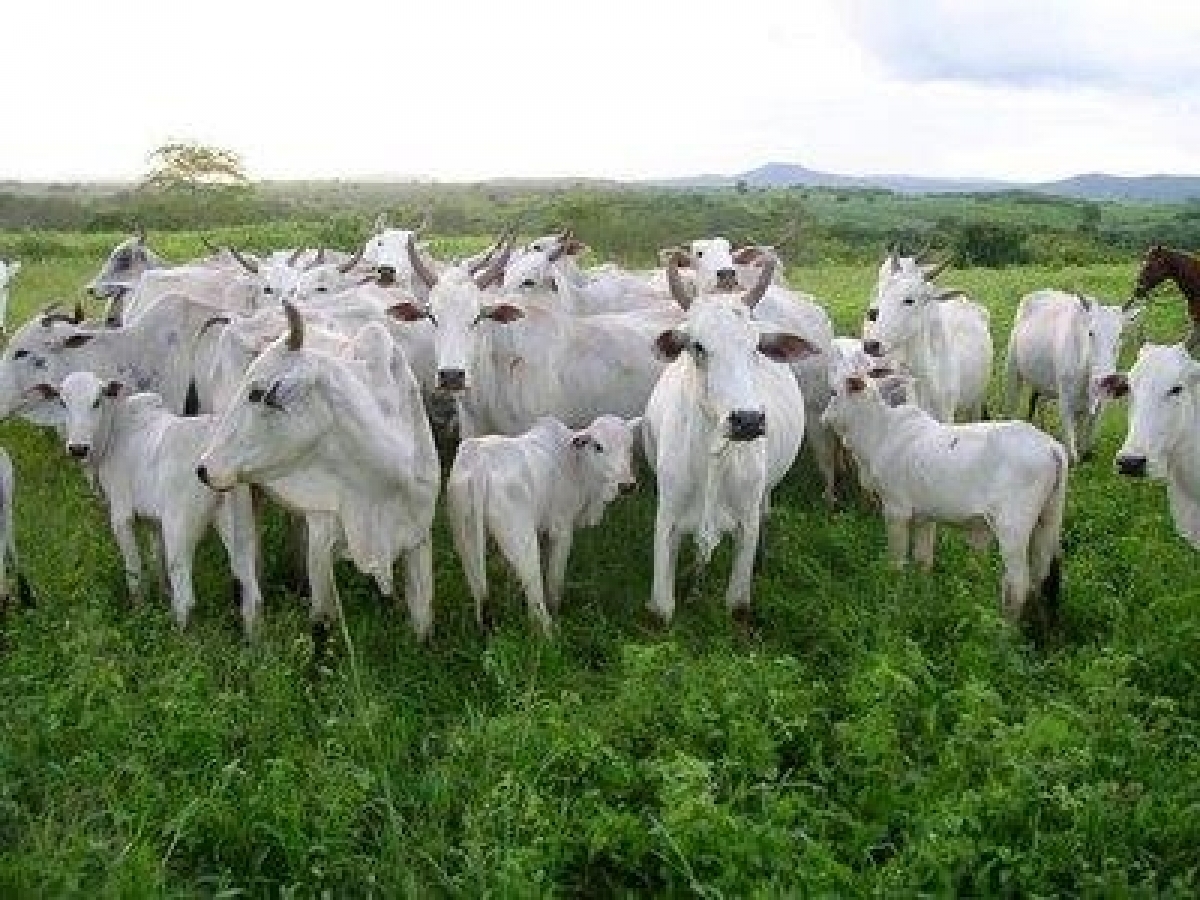 VENDO FAZENDA 4000 HÁ. 