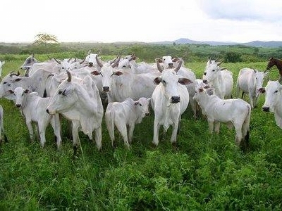 VENDO FAZENDA 4000 HÁ. 