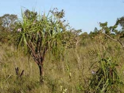 VENDO DO FAZENDA 20.000 HÁ. 