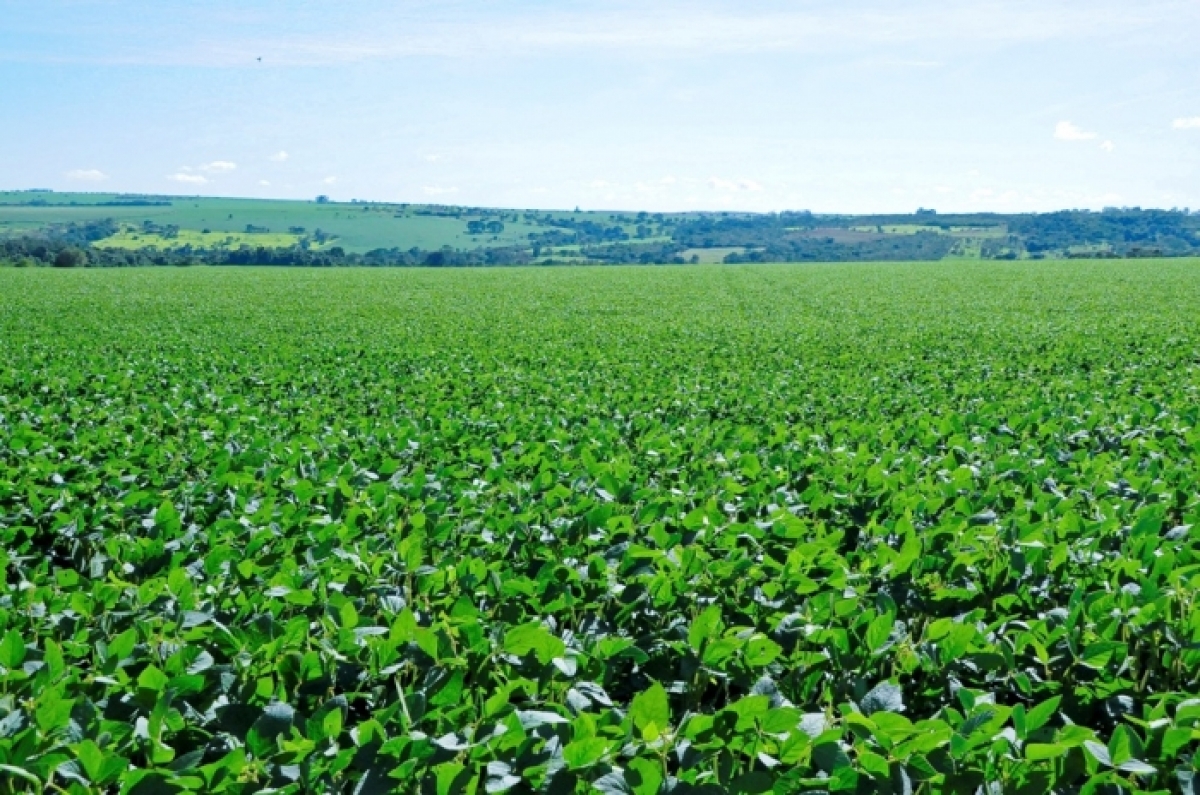 VENDO FAZENDA 8000 HA. 