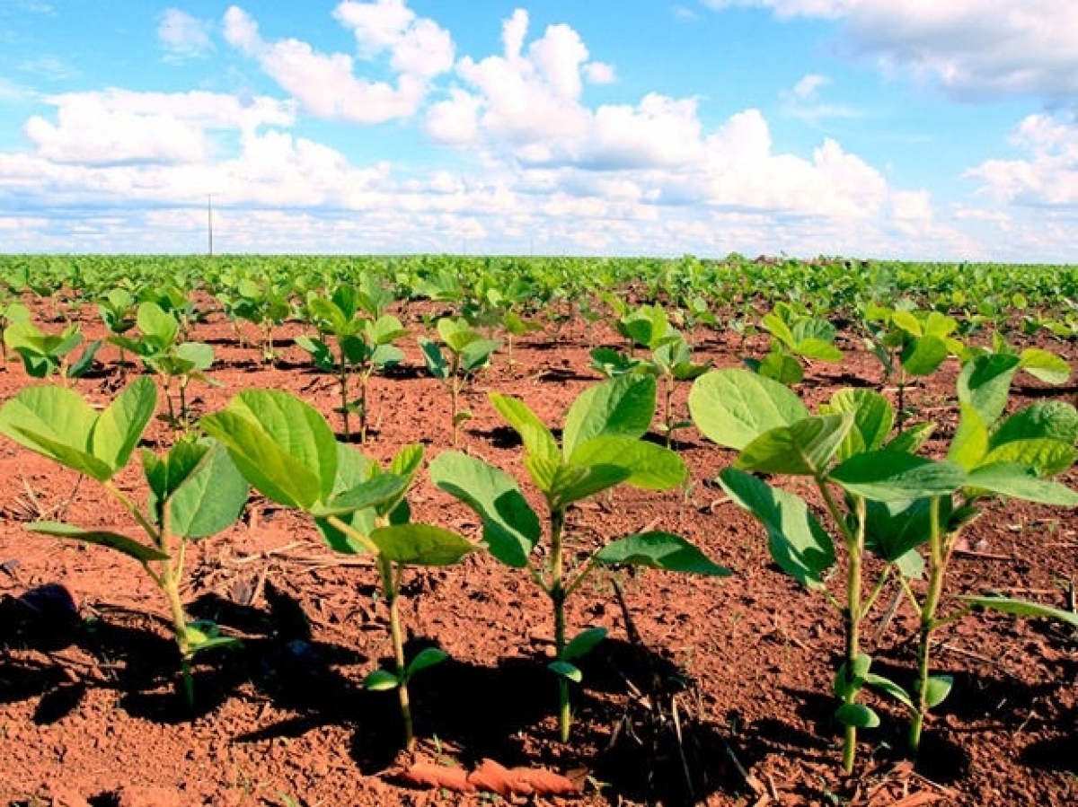 VENDO FAZENDA 5.000 HÁ. 