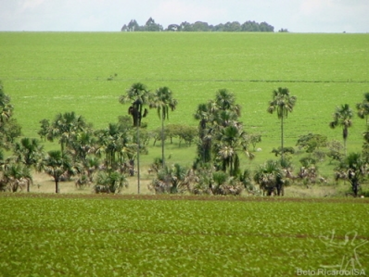 VENDO FAZENDA Em Capinzal do Norte. Maranhão