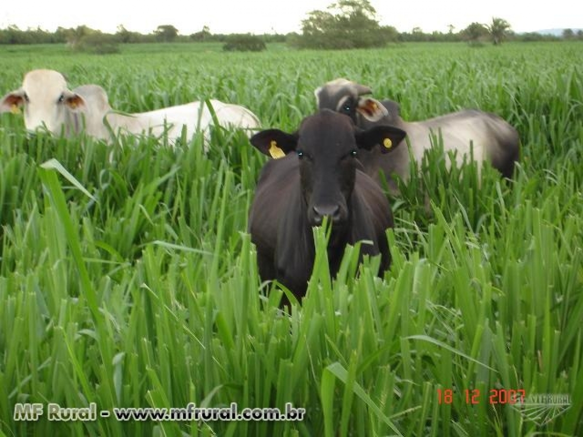 VENDO FAZENDA 962 HÁ.