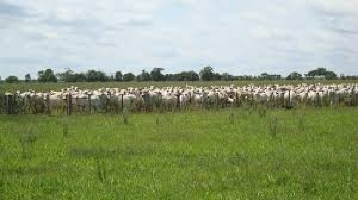 VENDO Fazenda Olho D' Água área total 4.145 hectares 