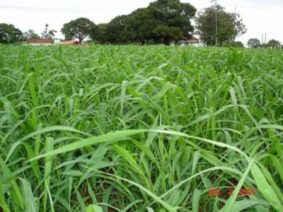 vendo fazenda de 39.989  hectares  