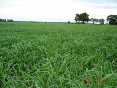 VENDO Fazenda área total de 7.531  hectares 