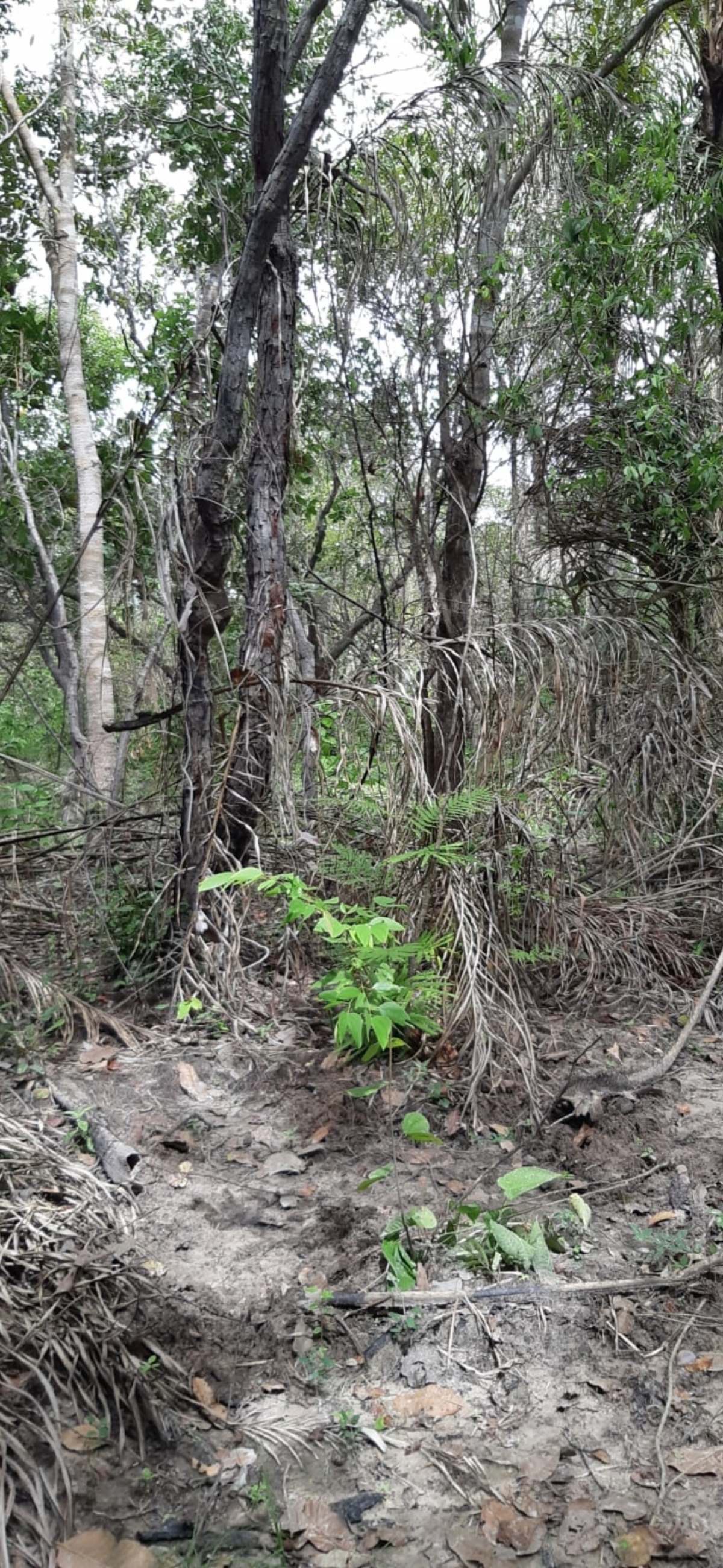 Fazenda à venda no norte do Piauí