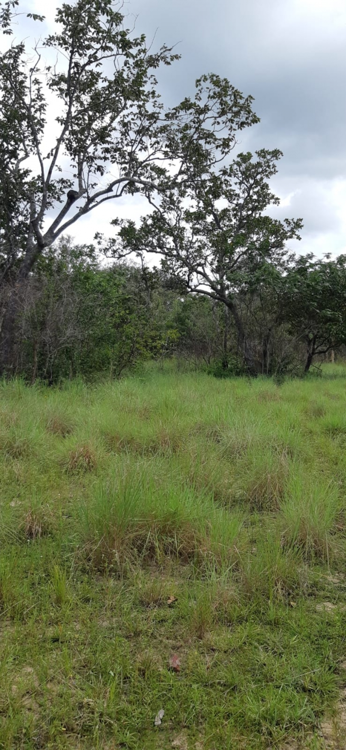 Fazenda à venda no norte do Piauí