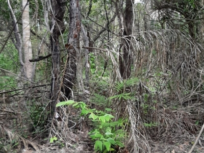 Fazenda à venda no norte do Piauí