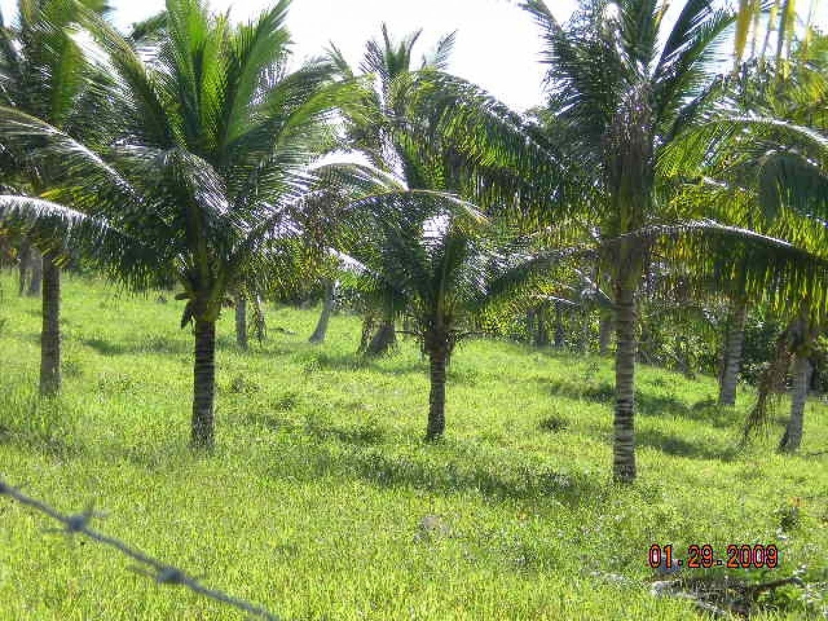 Vendo fazenda 278 HA. No Sul da Bahia. Cacau e Gado