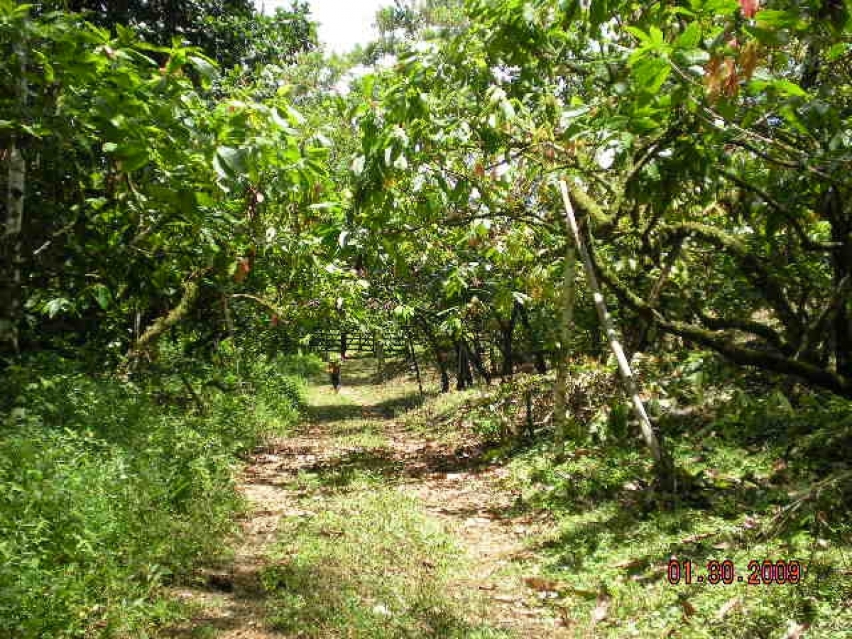 Vendo fazenda 278 HA. No Sul da Bahia. Cacau e Gado