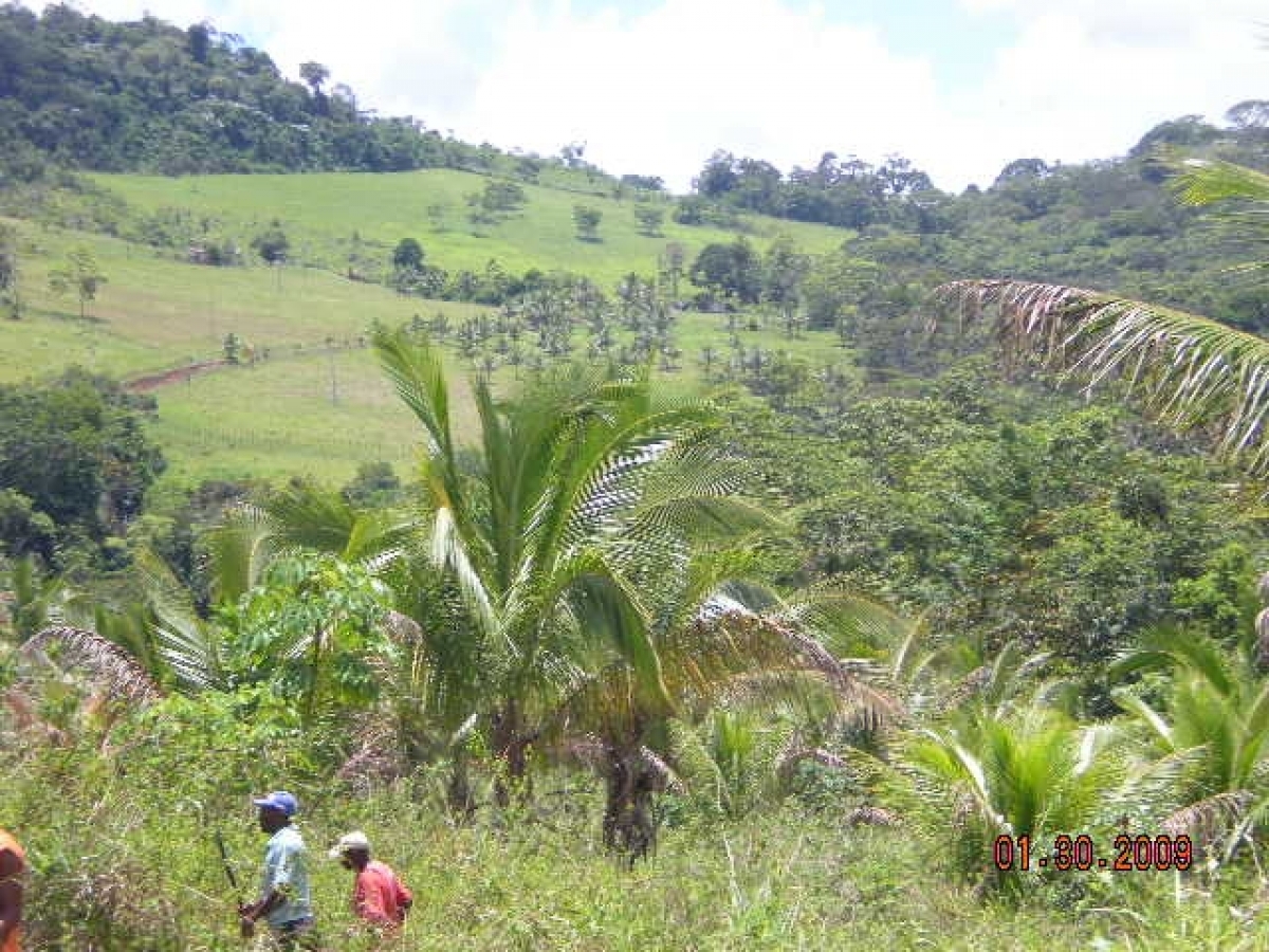 Vendo fazenda 278 HA. No Sul da Bahia. Cacau e Gado