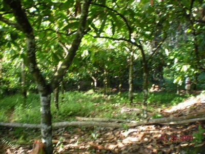 Vendo fazenda 278 HA. No Sul da Bahia. Cacau e Gado