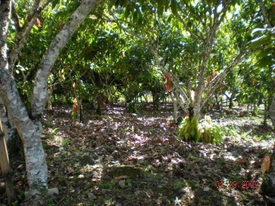 Vendo fazenda 278 HA. No Sul da Bahia. Cacau e Gado