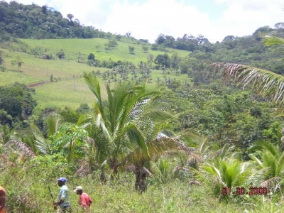 Vendo fazenda 278 HA. No Sul da Bahia. Cacau e Gado