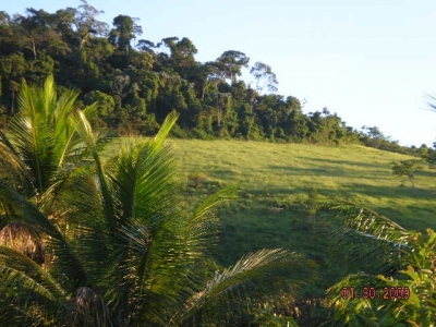 Vendo fazenda 278 HA. No Sul da Bahia. Cacau e Gado