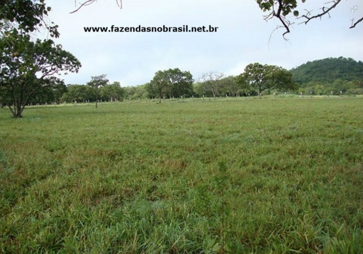 VENDO FAZENDA 298 HÁ.