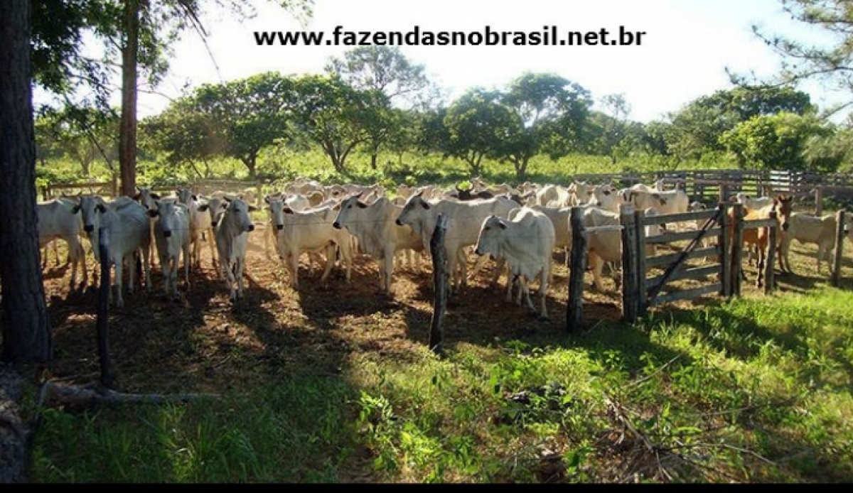 VENDO FAZENDA 298 HÁ.