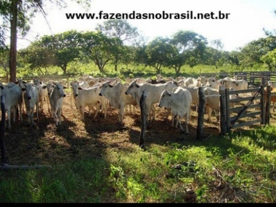 VENDO FAZENDA 298 HÁ.