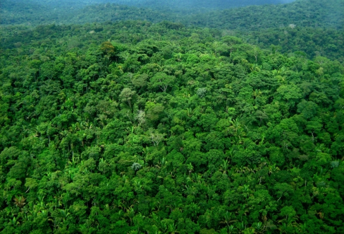 VENDO FAZENDAS NO TOTAL DE 403.000 HECTARES DIVIDIDOS CONFORME ABAIXO