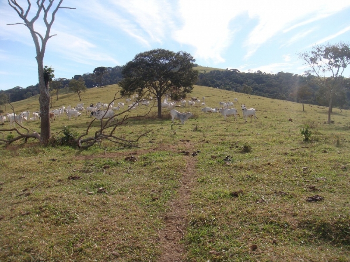 FAZENDA 371 alq, toda em pasto 