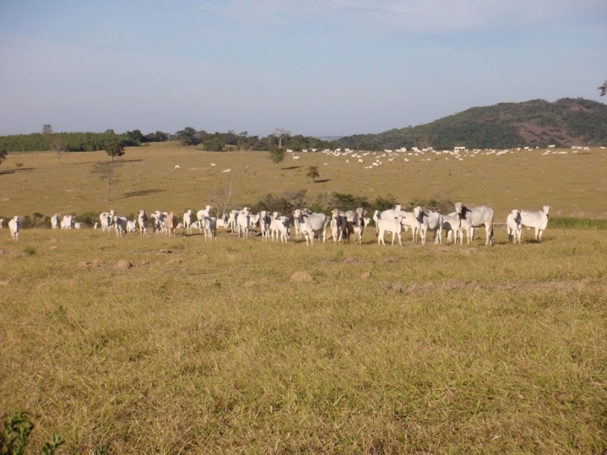 FAZENDA 371 alq, toda em pasto 