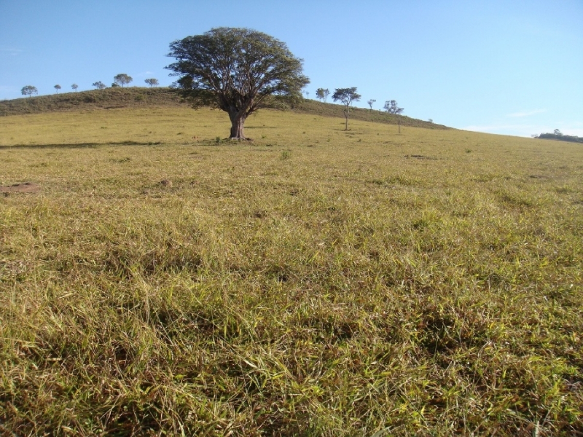 FAZENDA 371 alq, toda em pasto 