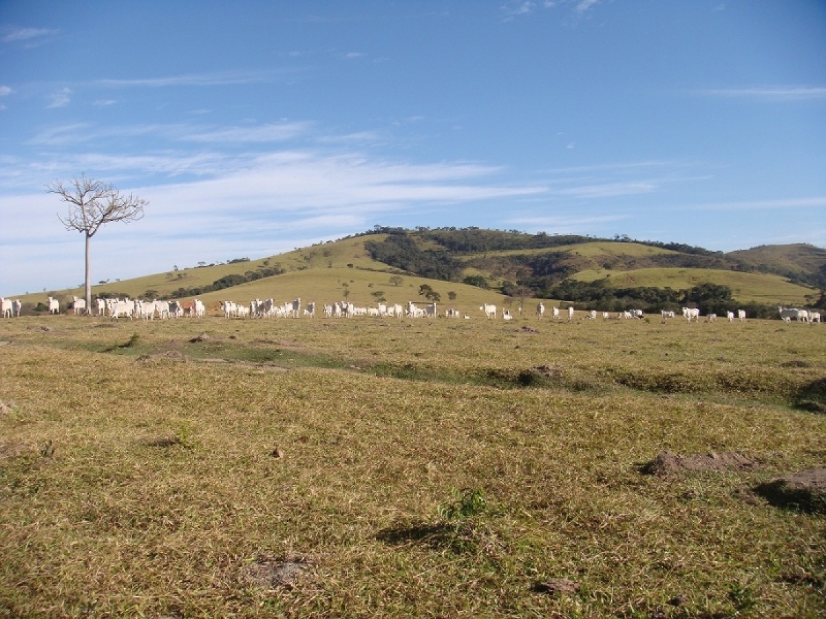 FAZENDA 371 alq, toda em pasto 