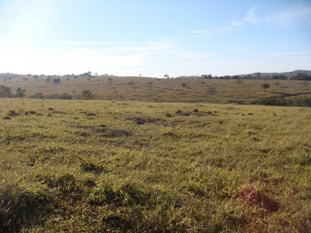 FAZENDA 371 alq, toda em pasto 