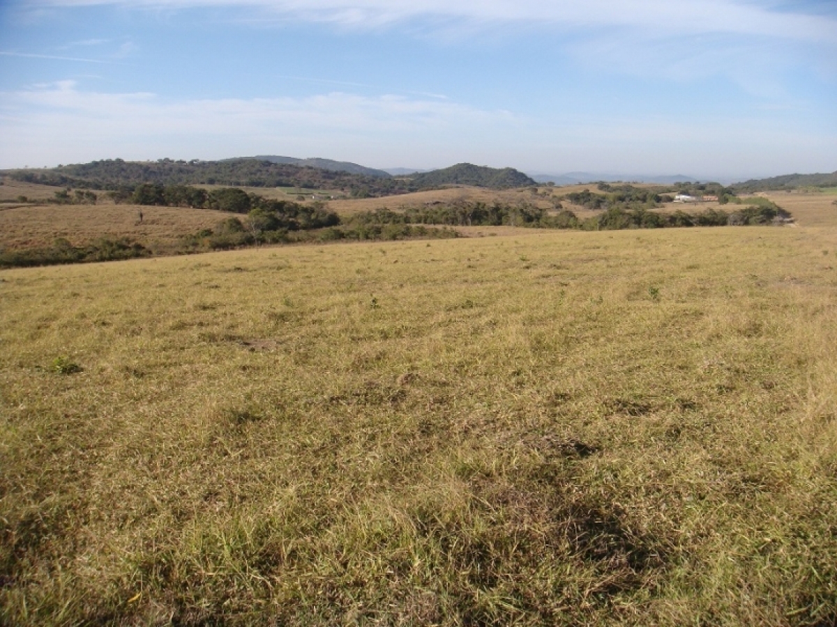 FAZENDA 371 alq, toda em pasto 