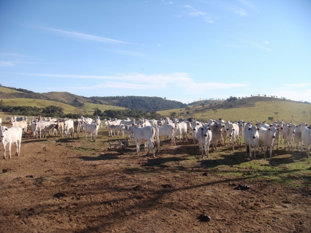 FAZENDA 371 alq, toda em pasto 