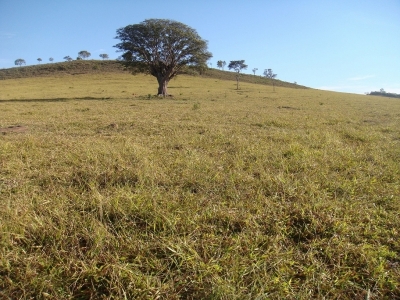 FAZENDA 371 alq, toda em pasto 