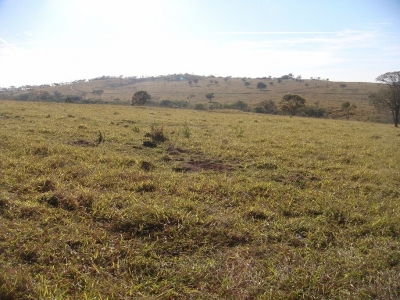 FAZENDA 371 alq, toda em pasto 